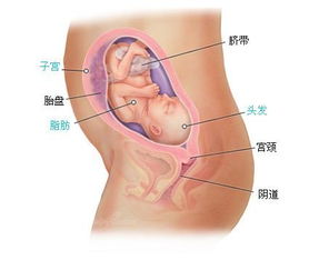 怀孕第25周胎儿发育情况 