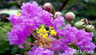 紫薇花的花语及传说 