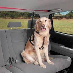 宠物狗坐副驾驶是违法行为 带狗出门要注意这些问题