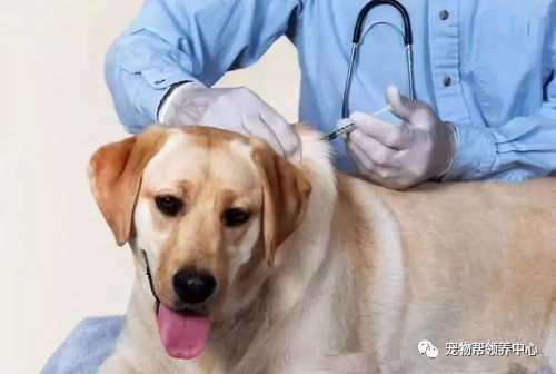 中国疾控中心主任 消灭狂犬病,是靠把疫苗打给狗,不是打给人