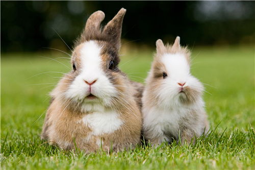 50只母兔一年的利润是多少 现在养兔子的前景如何