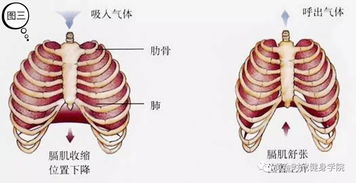 呼吸之间,动静平衡 普拉提的呼吸