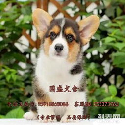 极品小短腿柯基小狗 精品双血聪明机灵统柯基幼犬 疫苗驱虫已做