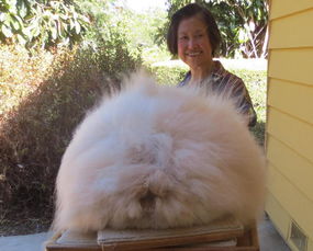 英国安哥拉长毛兔毛长38厘米 创世界纪录 