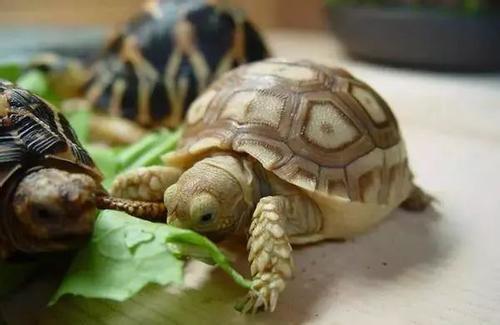 乌龟为什么不吃东西,却可以活很长长时间 