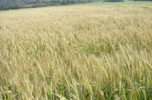 小麦什么时候收割季节在几月份成熟收获,小麦在什么时候收割？