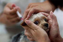 安徽6岁男孩被狗咬后狂犬病发去世...请把狂犬疫苗打给狗