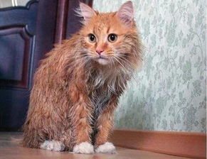 猫到底用不用洗澡
