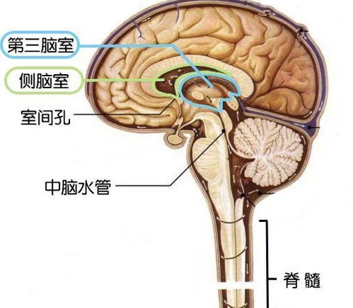 胎儿左侧脑室脑室增宽有什么危害(胎儿左侧脑室略增宽)