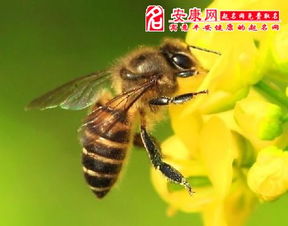 梦见大蜜蜂是什么意思梦到大蜜蜂好不好(梦见很多很大的蜜蜂)