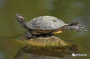 巴西龟的寿命长吗 怎么养它可以更长寿呢 