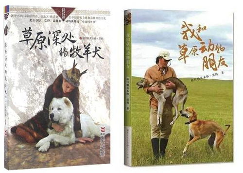 草原记忆远去,藏獒神话破灭后的蒙古牧羊犬 