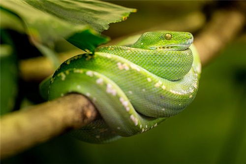 梦见绿色蛇