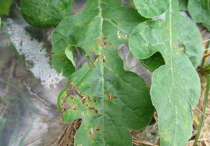 西瓜 甜瓜 黄瓜 你知道这些瓜的细菌性角斑病和霜霉病有何区别吗
