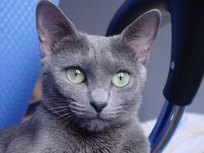 俄罗斯蓝猫 为何被称为猫中的 高冷范儿 
