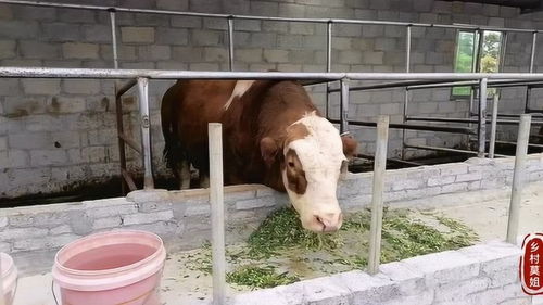 莫姐家新建牛圈养牛场,牛圈只盖了半边就养牛在里面,特别吗 