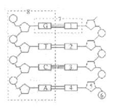 下列关于DNA的叙述中，不正确的是（　　）    A．DNA主要存在于细胞核中    B．DNA像螺旋形的梯子    C．