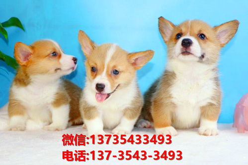 安庆宠物狗狗犬舍出售纯种柯基犬幼犬买狗地方在哪里卖狗有狗市场