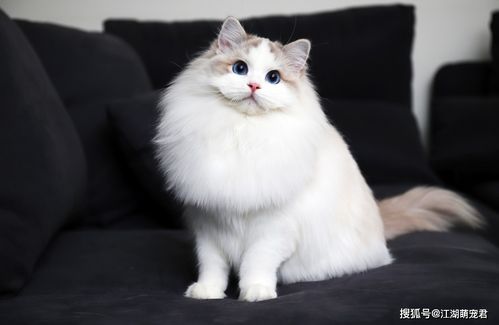 想养布偶猫 劝你养双色的,人人都说好