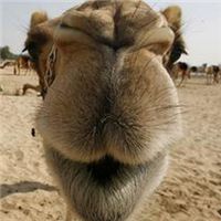 骆驼头像图片大全 微信头像图片大全 