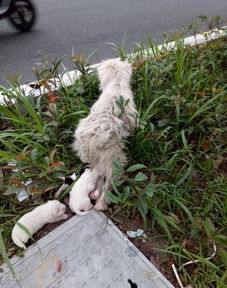 马路边绿化带上发现一窝刚出生不久的狗狗