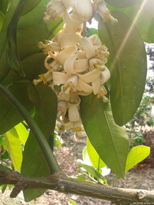 平和蜜柚花 搜狗图片搜索