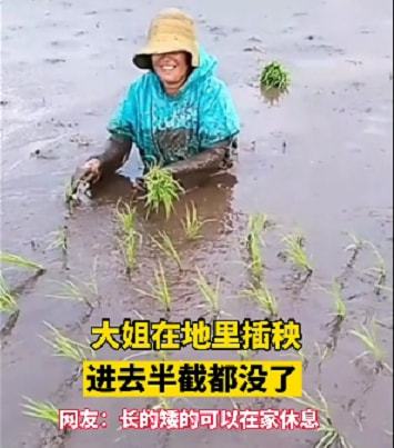 大姐在田里插秧,半截身子都在泥里引网友质疑 个矮的在家休假