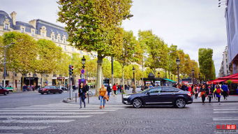 香榭是什么树长什么样子,巴黎香榭丽舍大街两边的树叫什么树