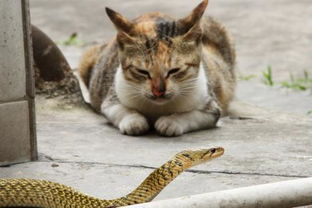 猫和蛇哪个厉害 