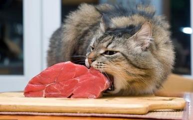 生肉喂养是否符合主子天性