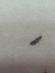 我们家床上有黑色的细细的虫子爬,头小,身子一圈一圈的 不知道是什 