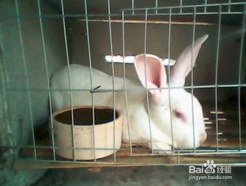 兔子养殖技术教程 