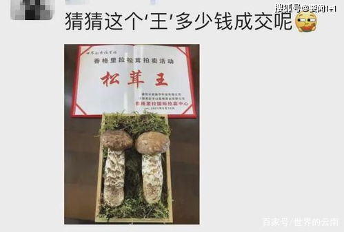 两朵松茸25万 香格里拉国际松茸拍卖会成功举办