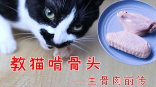 小猫咪生骨肉的一餐,不爱吃鱼油