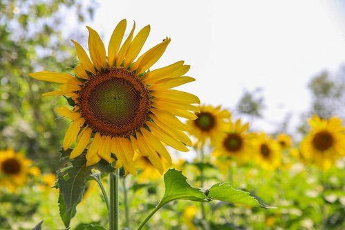 5月28日 周一 十二生肖运势 今天适宜做什么 需要注意什么 