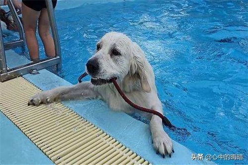 狗会游泳吗 狗狗到底会不会游泳