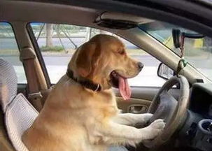 狗狗都成老司机了,你却连个女票都没有