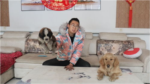 小伙给捡的圣伯纳犬起名叫花脸,金毛非叫它傻狗,你们说叫啥好 