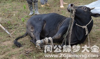 梦见自己杀死许多水牛是什么意思 梦到自己杀死许多水牛好不好 大鱼解梦网 