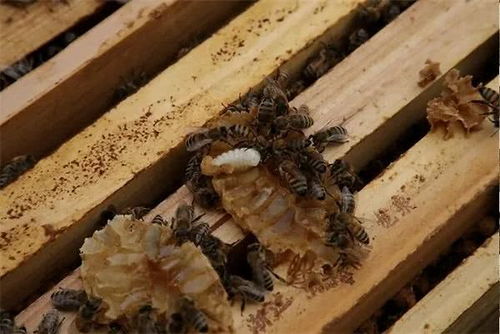 蜂蜜冲水后有黑色杂质 蜂蜜里面有很多杂质怎么办