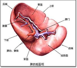 脾和胰腺有什么区别谢谢(脾和胰腺是一回事吗?)