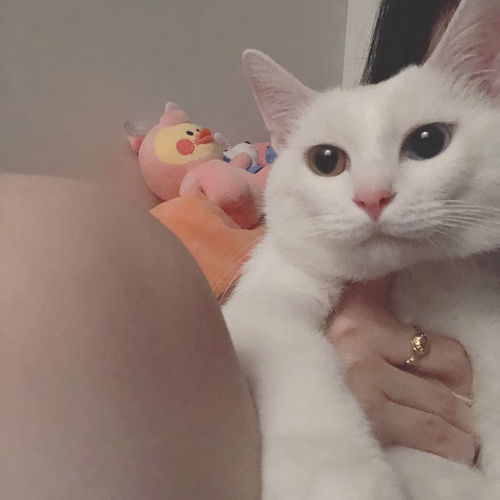 1岁的异瞳白猫和5个多月的橘猫免费领养啦,找个有爱心的家长 