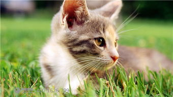 为保护动物,澳大利亚提出 24小时猫咪禁足令 
