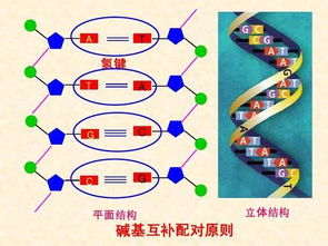 碱基互补配对原则是对于dna来说还是rna来说的 