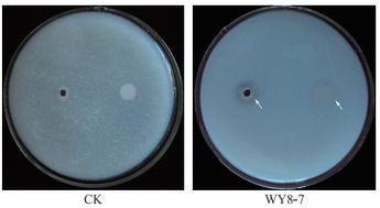 枯草芽胞杆菌WY8 7的溶磷 抑菌及促生长作用 
