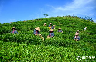 台州玉环700亩海岛火山茶进入采摘黄金季 