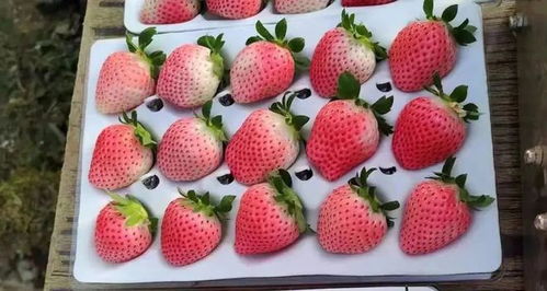 草莓的花是什么颜色,粉红色草莓花是什么品种