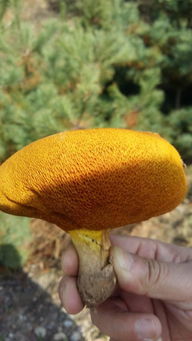 在松树林里发现很多这样黄色的蘑菇,谁知道这是什么蘑菇 可以吃吗 