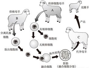 艾滋病.禽流感.SARS.手足口病等 热点 疾病的病原体都属于病毒.该类生物的结构分成两部分.即外面的 和内部的 . 青夏教育精英家教网 