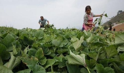 创业课堂分享几个农村赚钱项目卖红薯和红薯叶最赚钱